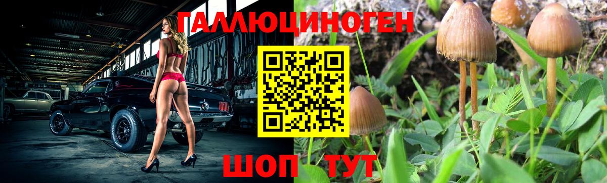 наркота  Псилоцибиновые грибы GOLDEN TEACHER  Псилоцибиновые грибы прущие грибы  Вход с VPN  Сунжа 